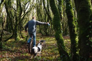 Moosbewachsen und geheimnisvoll - Der Wald bei Locronan