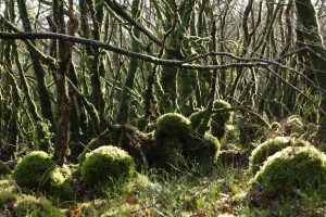 Grün, grüner am "Grünsten"